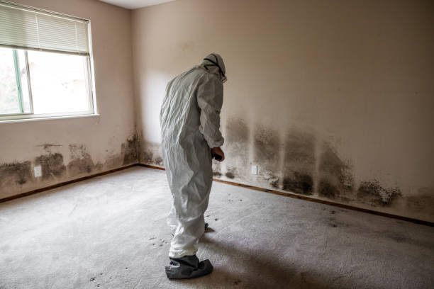 Mold Remediation for Rental Properties in Val Verde Park, TX